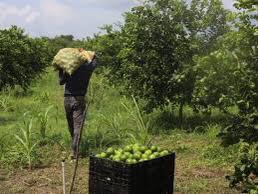 Se reanuda corte de limón en Apatzingán con 300 toneladas.