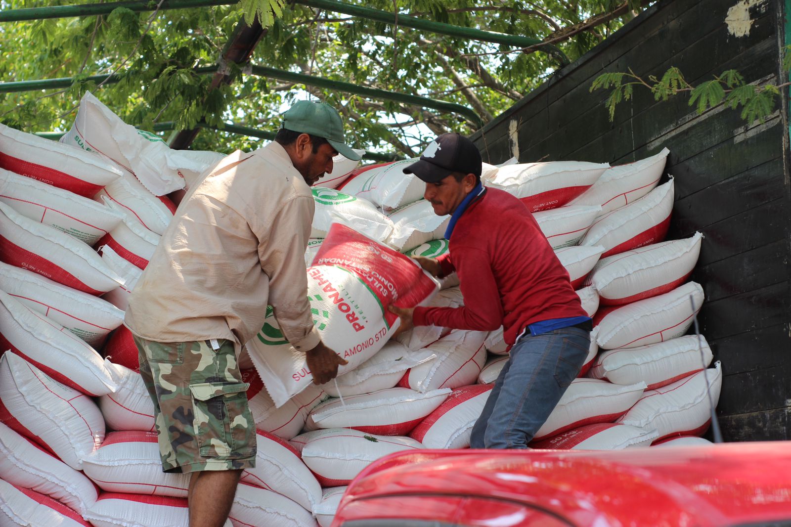 Con fertilizante a bajo costo Sader apoya a limoneros de Parácuaro.