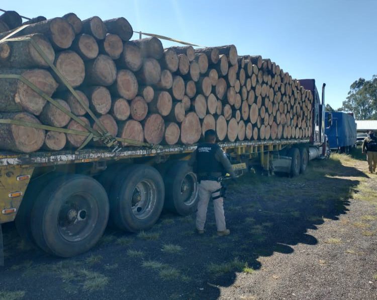 SSP asegura más de 39 metros cúbicos de pino, en Zitácuaro.