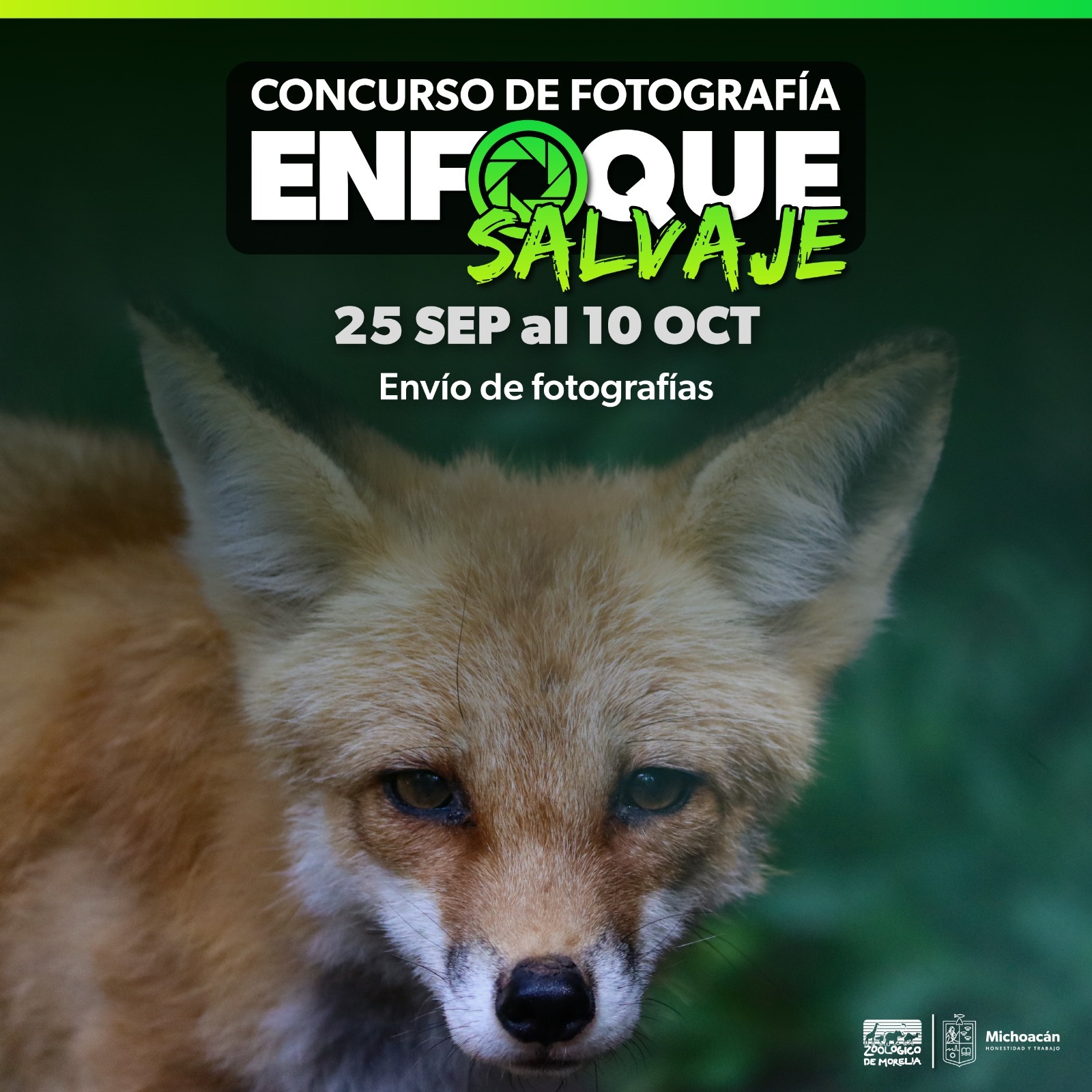 Celebra Zoo de Morelia sus 53 años con concurso de foto.