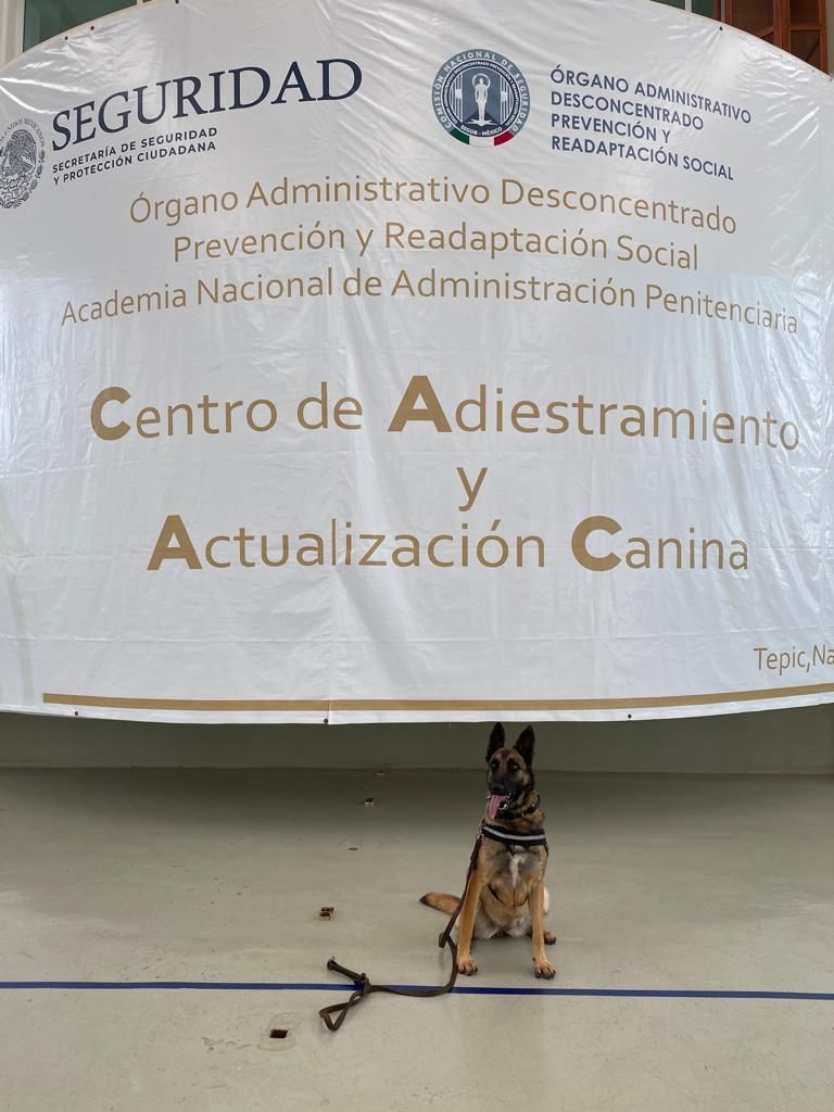 Adiestran a binomios caninos para operativos en penales de Michoacan.