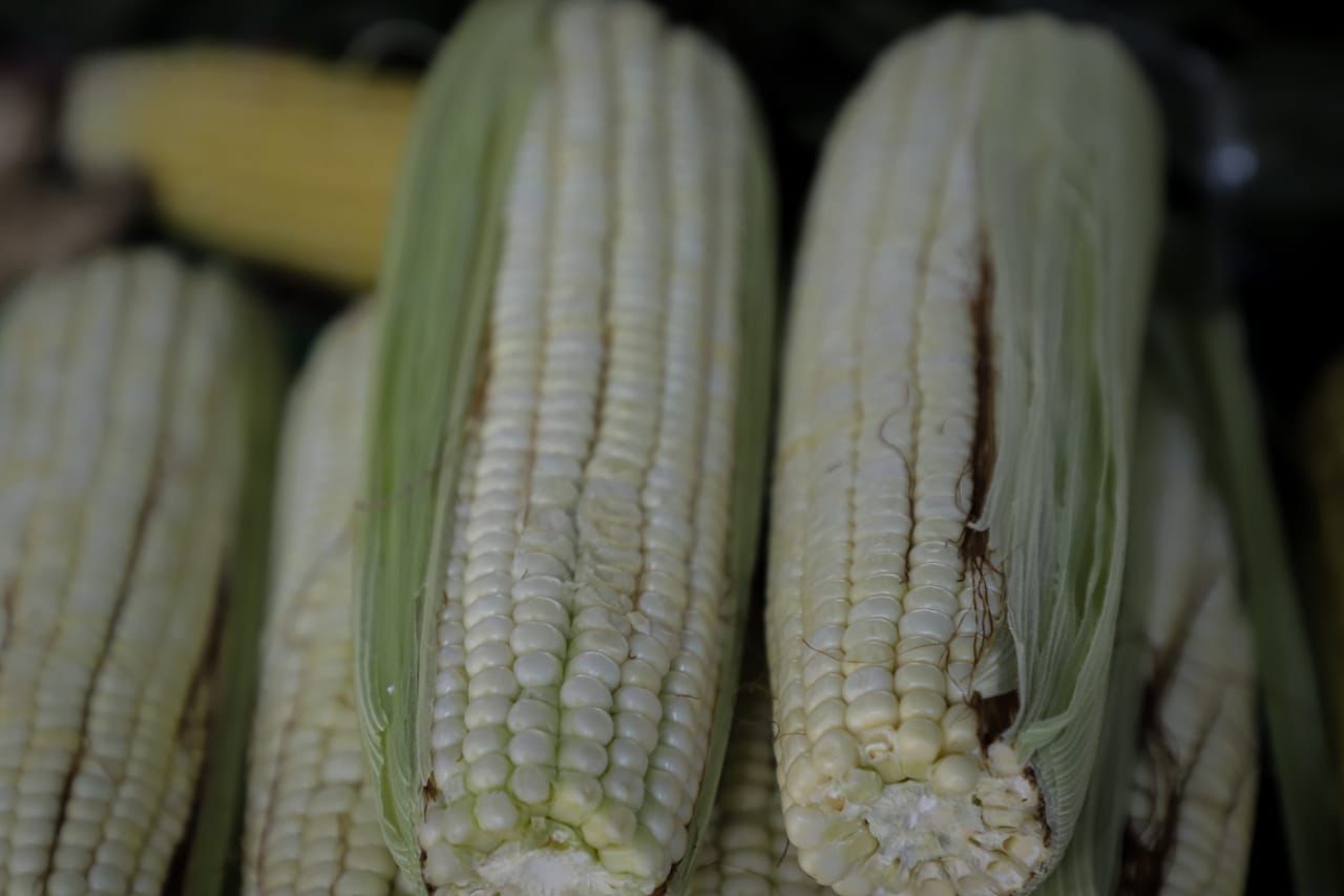 Segalmex inicia en Michoacán con acopio de maíz para pequeños productores.