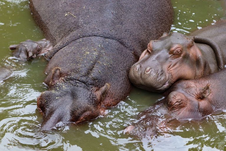 Así será el hipopótamo bebé del Zoo de Morelia; descubre estas curiosidades que no conocías.