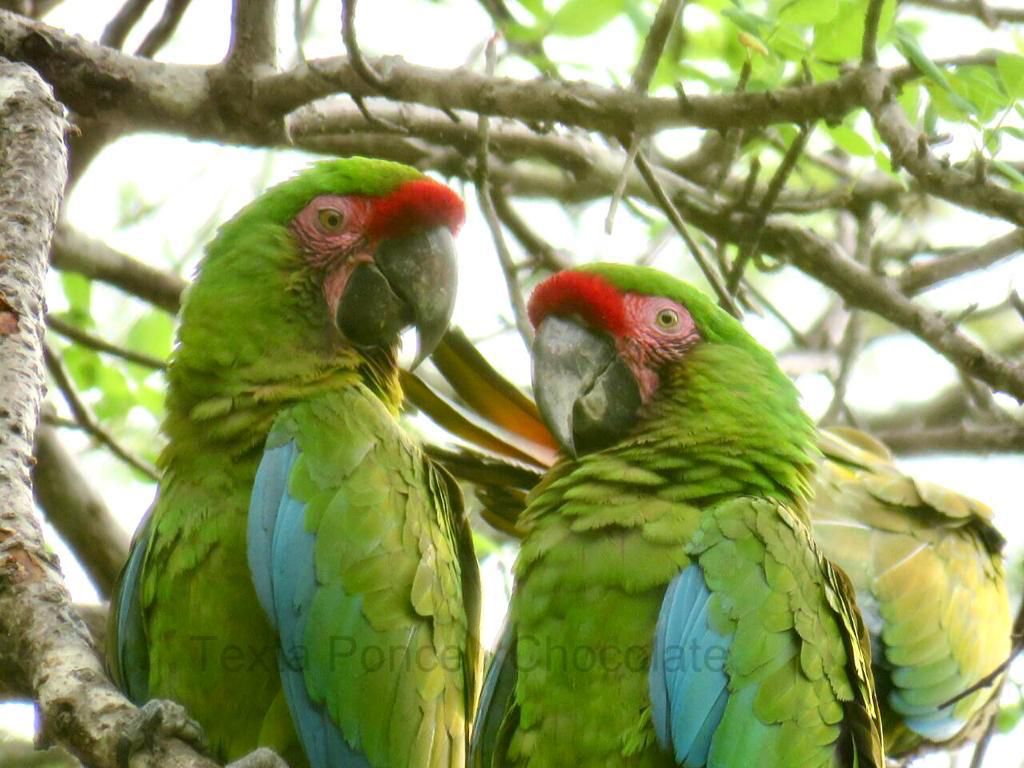 Del verde olivo al verde guacamaya; el espíritu de la conservación de un ave en peligro.