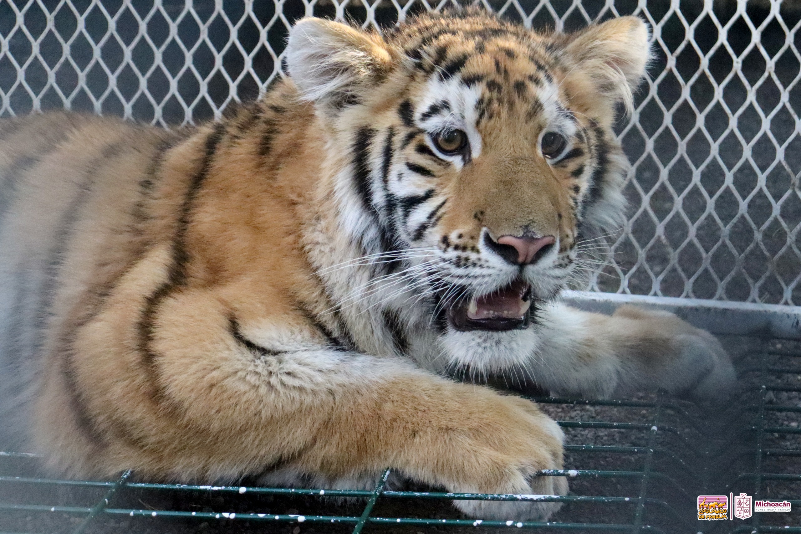 Conoce a las tiernas y salvajes crías de león y tigre en el Zoológico de Morelia.