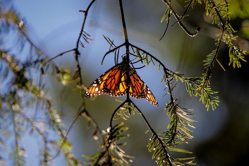 La Mariposa Monarca llega a tiempo a su cita en los bosques michoacanos.