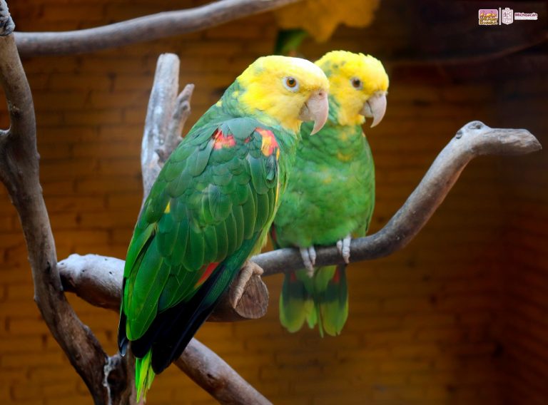 En invierno, cuida a las aves con estas recomendaciones del Zoo de Morelia