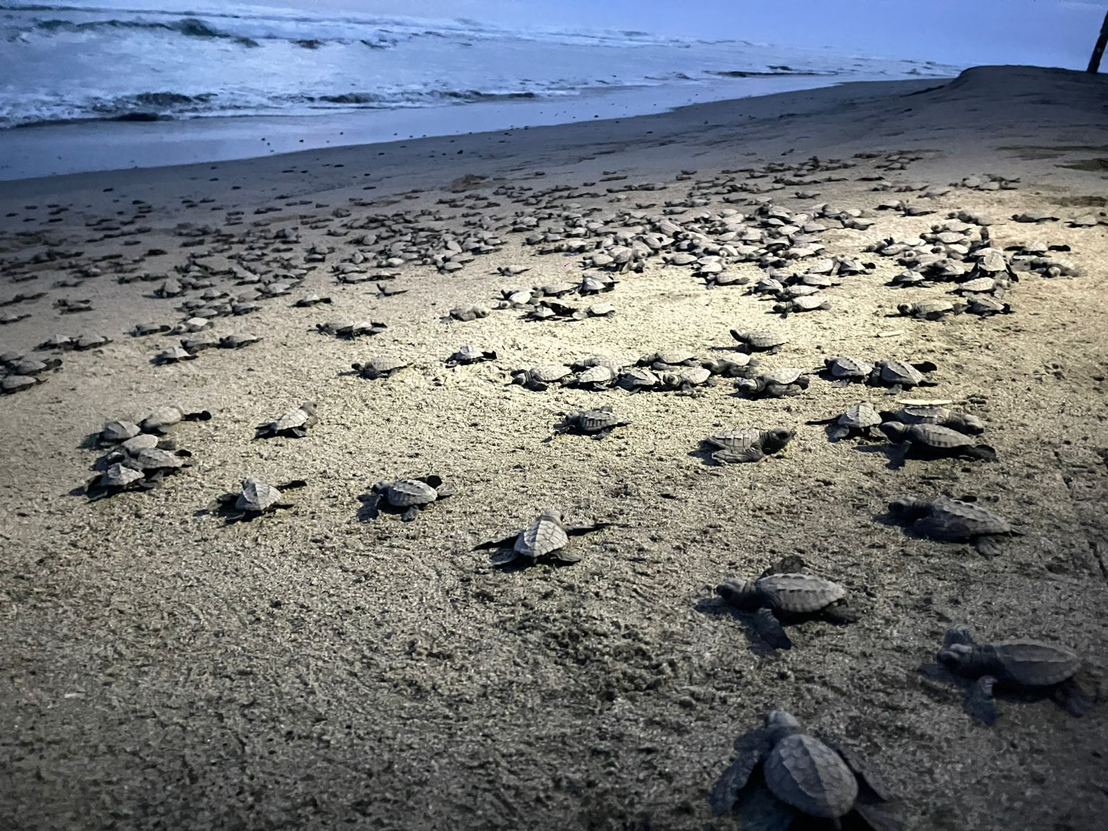 Escápate del frío y lánzate a liberar tortugas en El Habillal de LC.