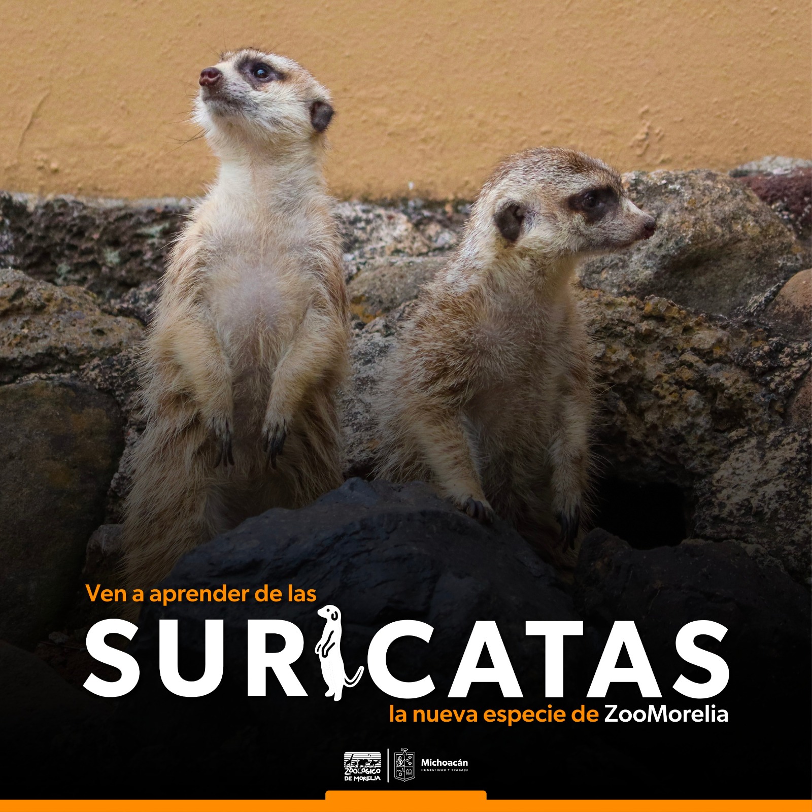 Suricatas, los nuevos huéspedes del Zoo de Morelia.