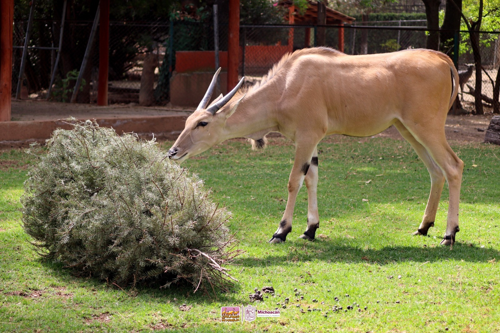 Inicia reciclaje de árboles de Navidad en el Zoológico de Morelia