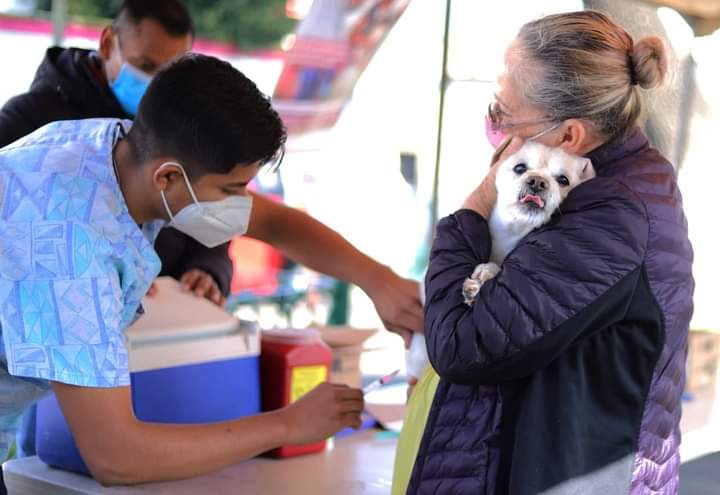 SSM anuncia vacunación antirrábica canina y felina en Morelia