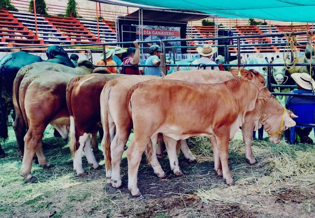 Michoacán busca abrir exportación de becerros de Tierra Caliente y Sierra Costa