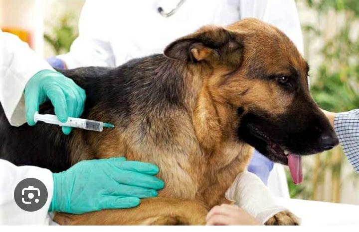 En San Bártolo se tendrán brigadas de vacunación canina y felina