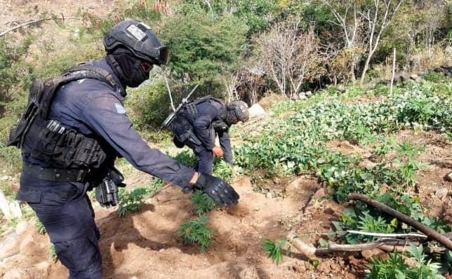 Guardia Civil, Sedena y GN localizan y destruyen 3 plantíos de marihuana, en Churumuco