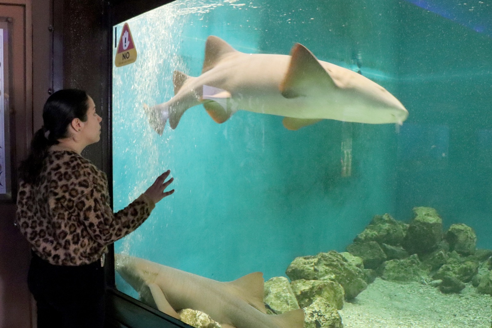 “Zoorpréndete” con los tiburones gata en el parque Benito Juárez