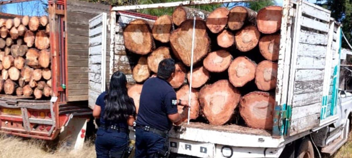 SSP asegura 3 vehículos cargados con madera presuntamente ilícita, en Ocampo.