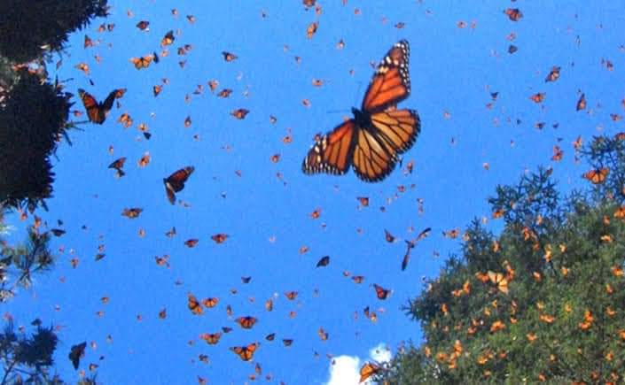 El Esplendor Natural de Michoacán: Los Santuarios de la Mariposa Monarca.