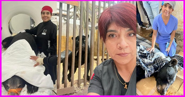 Gabriela Rebollo Ibarra: Una Trayectoria Destacada en la Medicina Veterinaria