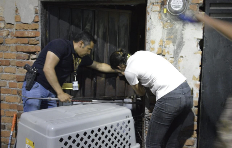 En cateo, FGE asegura ejemplar canino víctima de maltrato, en Morelia