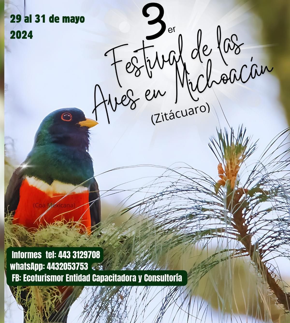 Conoce todo sobre el mundo de las aves en este festival de Zitácuaro