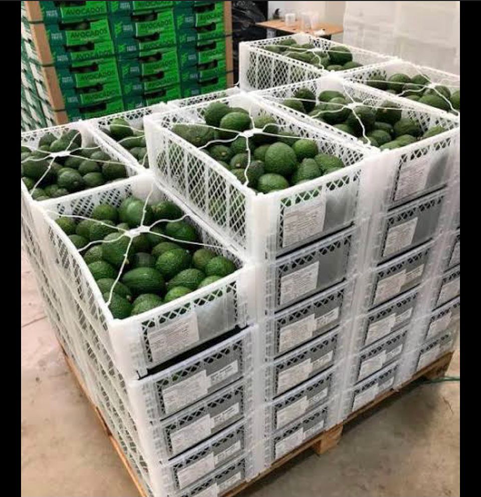 FGR INICIA INVESTIGACIÓN POR EL DELITO DE ROBO DE MÁS DE 40 TONELADAS DE AGUACATE