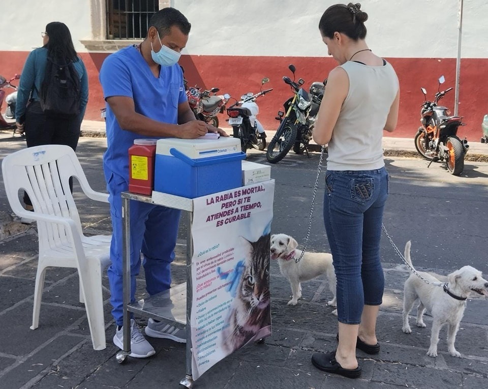 Mantiene SSM vacunación antirrábica gratuita en Morelia