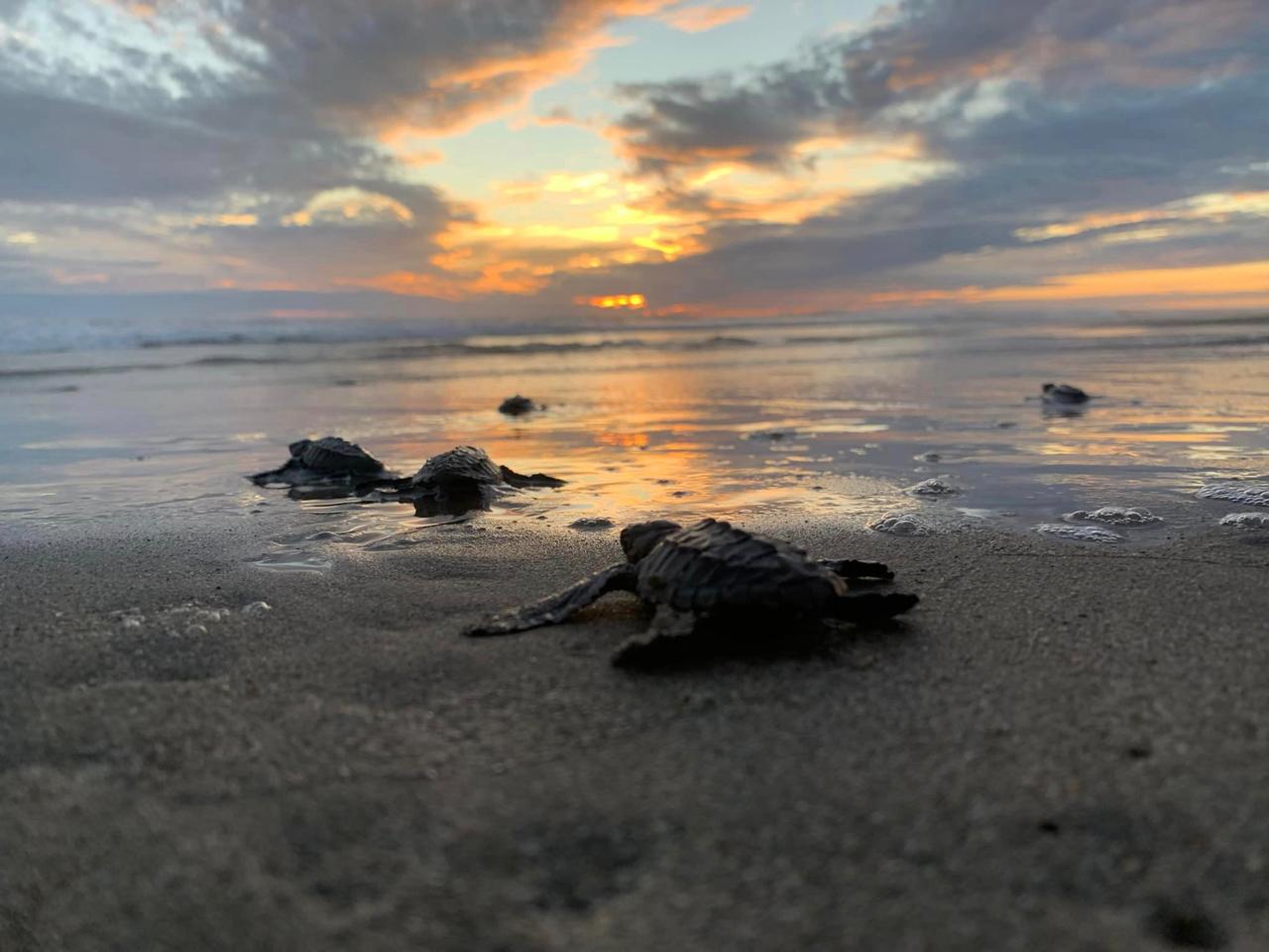 se liberaron 2 4 millones de crías de tortuga marina en playas de