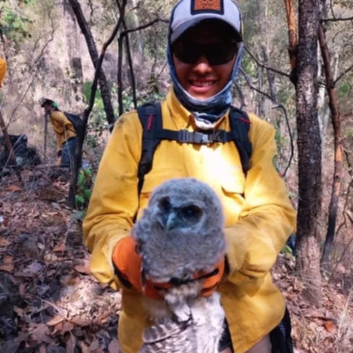 Brigadistas rescatan un búho cornudo y una gallinita de monte en incendios forestales.
