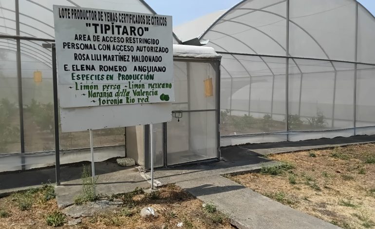 En Nuevo Urecho un vivero produce planta certificada de cítricos a bajo costo