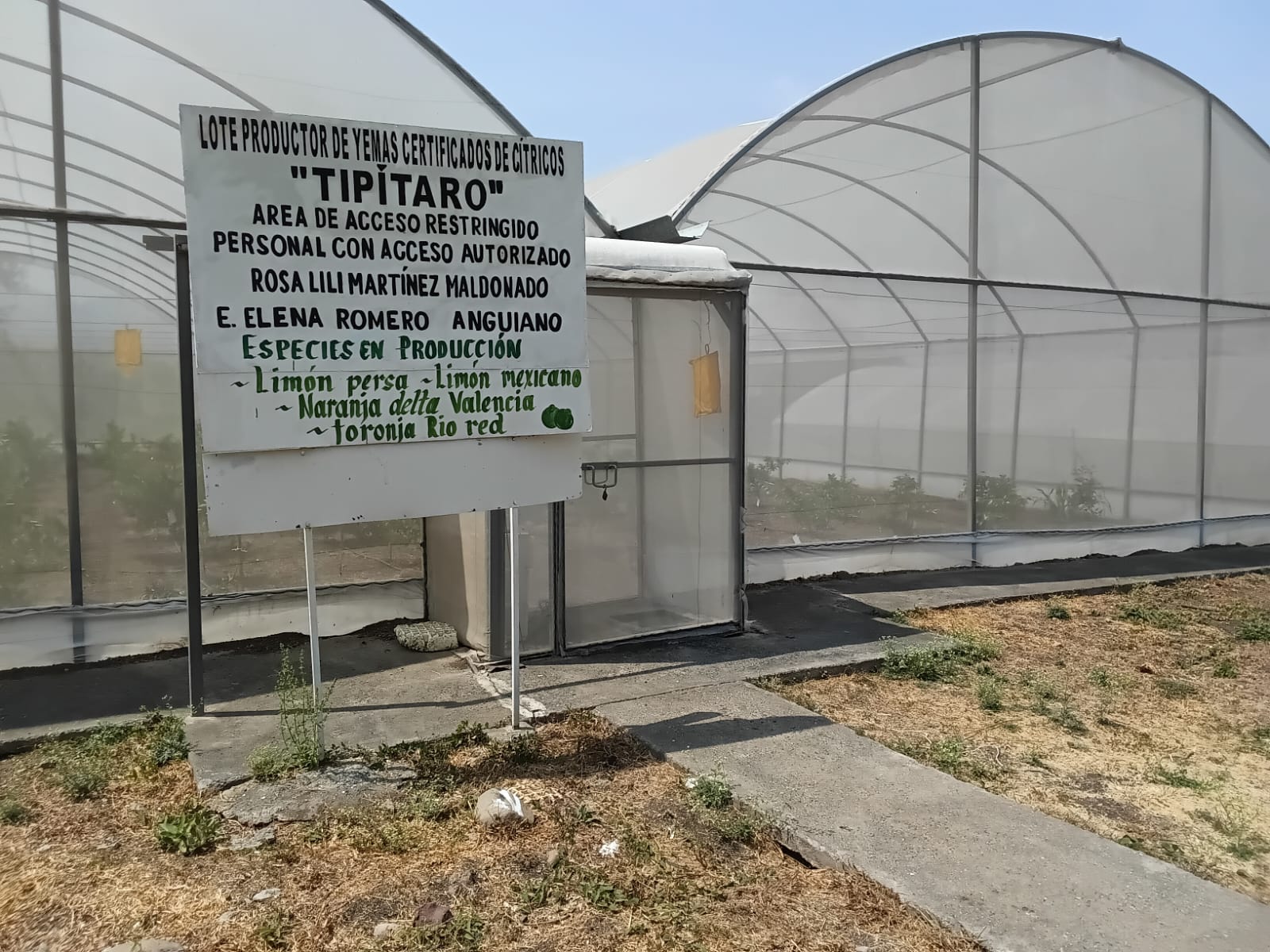 En Nuevo Urecho un vivero produce planta certificada de cítricos a bajo costo