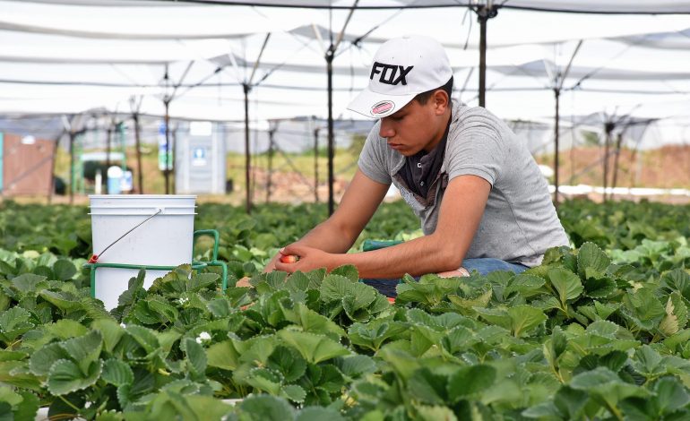 Estiman 470 mdp por remesas de trabajadores agrícolas temporales en primer semestre