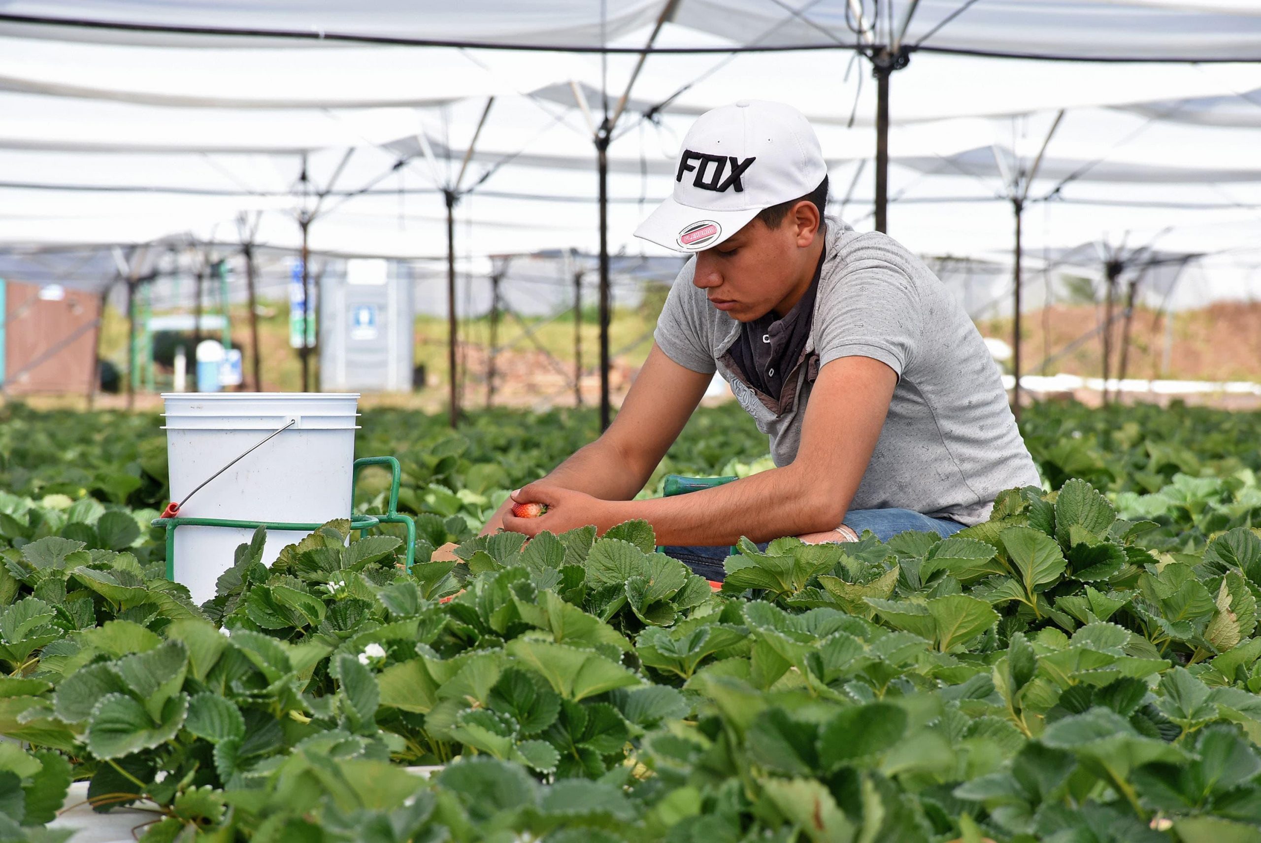 Estiman 470 mdp por remesas de trabajadores agrícolas temporales en primer semestre