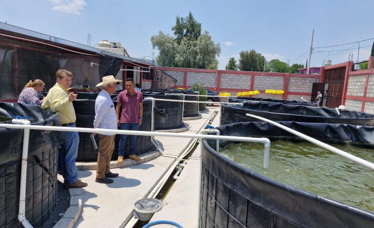 Avanza proyecto acuícola migrante para el rescate del pescado blanco