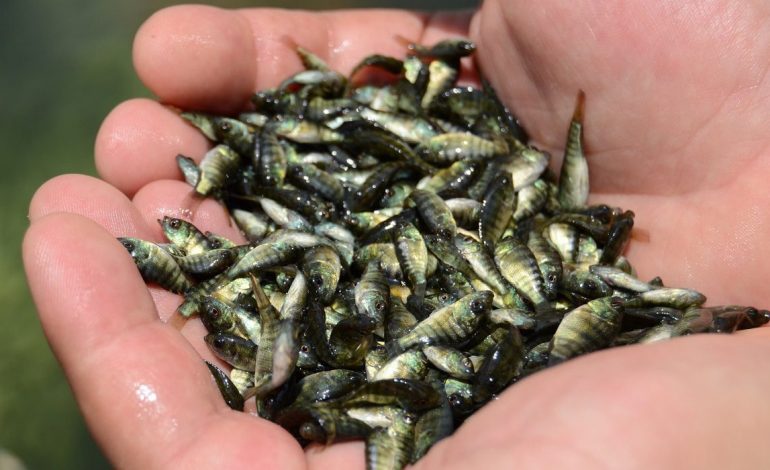 Compesca ofrece crías de tilapia a bajo costo para impulsar acuicultura