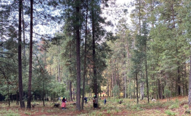 Trabajan programa ambiental para conservar campamento Rancho Viejo