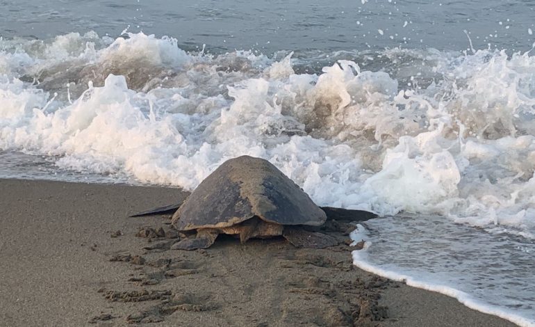 ¡Impresionante! Llegan a playas de Michoacán las primeras tortugas marinas de la temporada