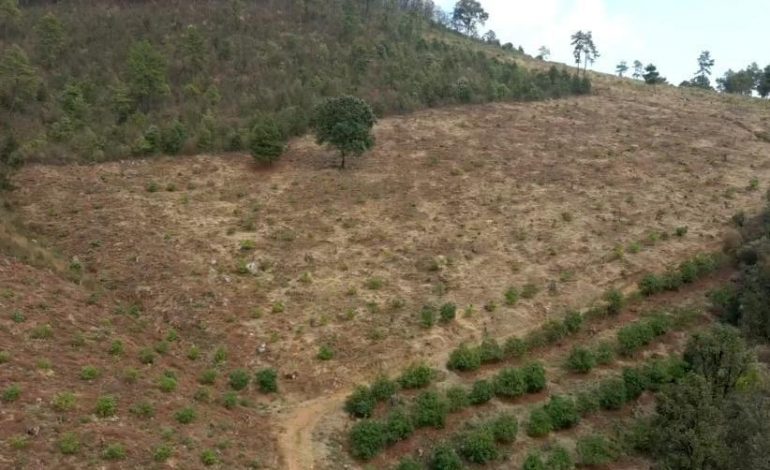 En marco de la estrategia Guardián Forestal, en las inmediaciones del lago de Pátzcuaro, asegura FGE predio relacionado en delitos contra el ambiente  y plantación ilegal de aguacate; hay cuatro detenidos