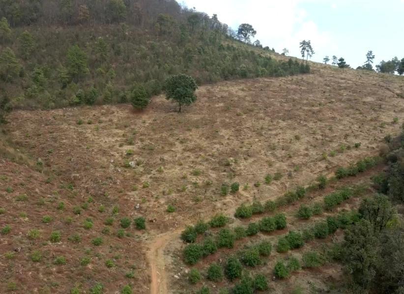 En marco de la estrategia Guardián Forestal, en las inmediaciones del lago de Pátzcuaro, asegura FGE predio relacionado en delitos contra el ambiente  y plantación ilegal de aguacate; hay cuatro detenidos
