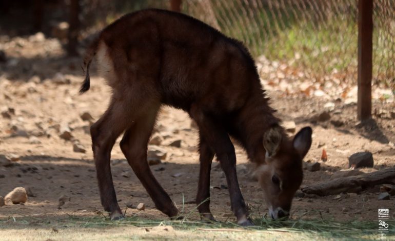 Imparable la cigüeña en el zoológico; nacen 7 crías de antílopes