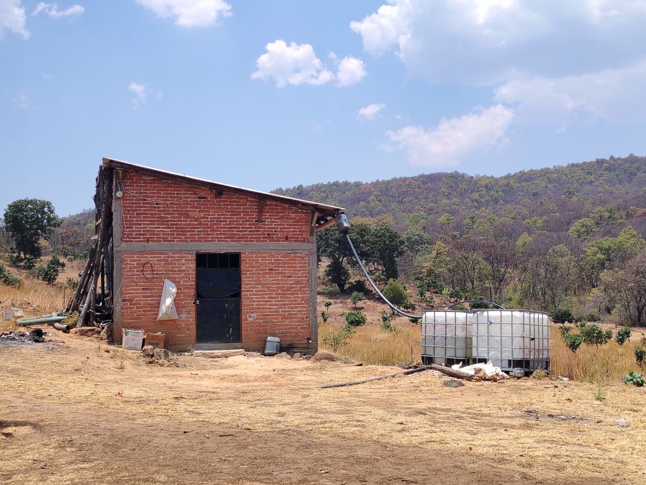 Cumplimenta FGE orden de cateo y asegura predio relacionado en delitos contra el ambiente; se detectó plantación de aguacate.