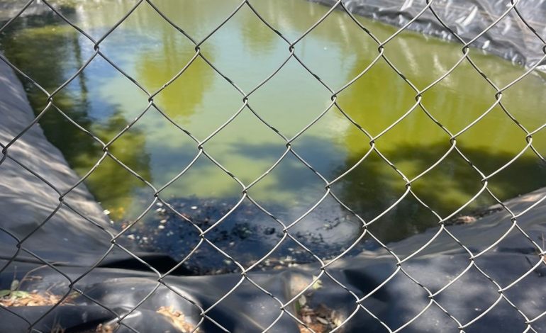 En el marco de la estrategia Guardián Forestal, asegura FGE predio relacionado en plantación ilegal de aguacate en Quiroga.