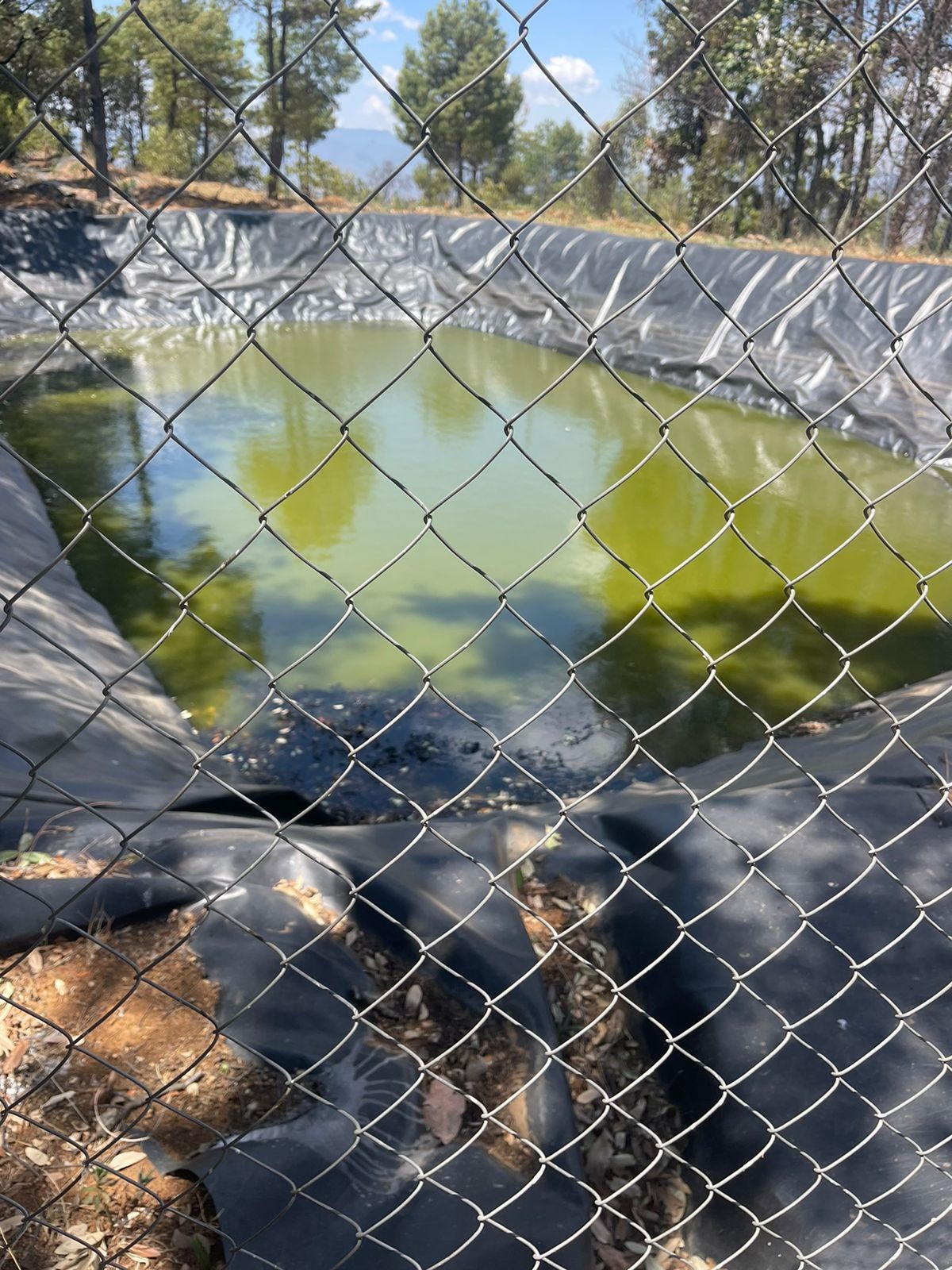 En el marco de la estrategia Guardián Forestal, asegura FGE predio relacionado en plantación ilegal de aguacate en Quiroga.