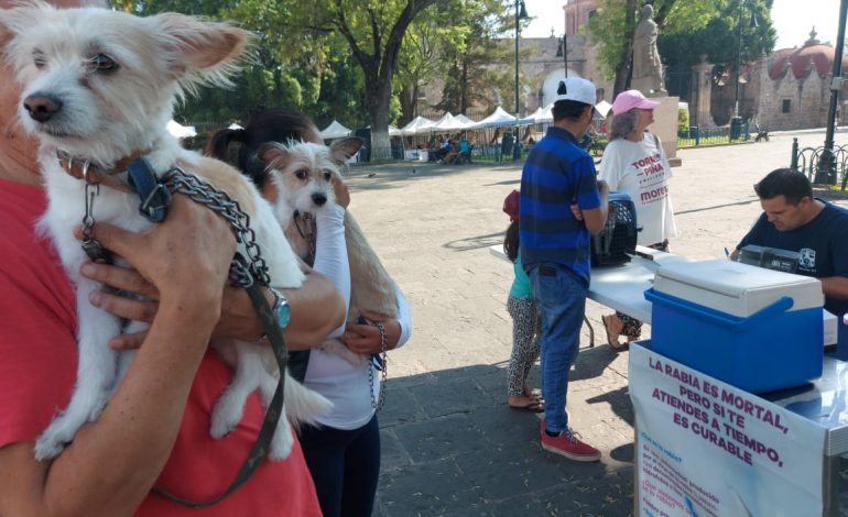 Disponible en centros de salud la vacuna antirrábia canina y felina: SSM