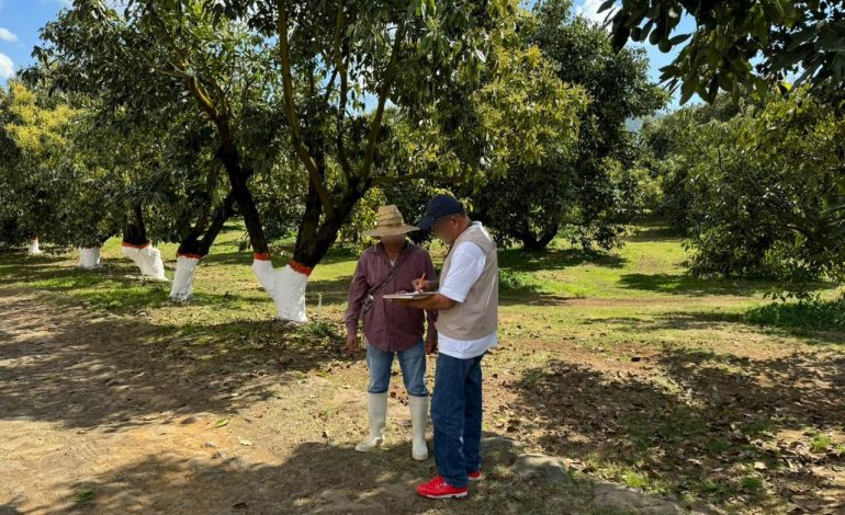 Sedeco multa a 2 empresas aguacateras