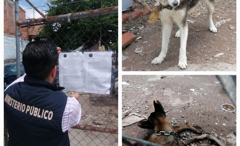 En cateo, rescata Fiscalía General a ejemplar canino víctima de maltrato.