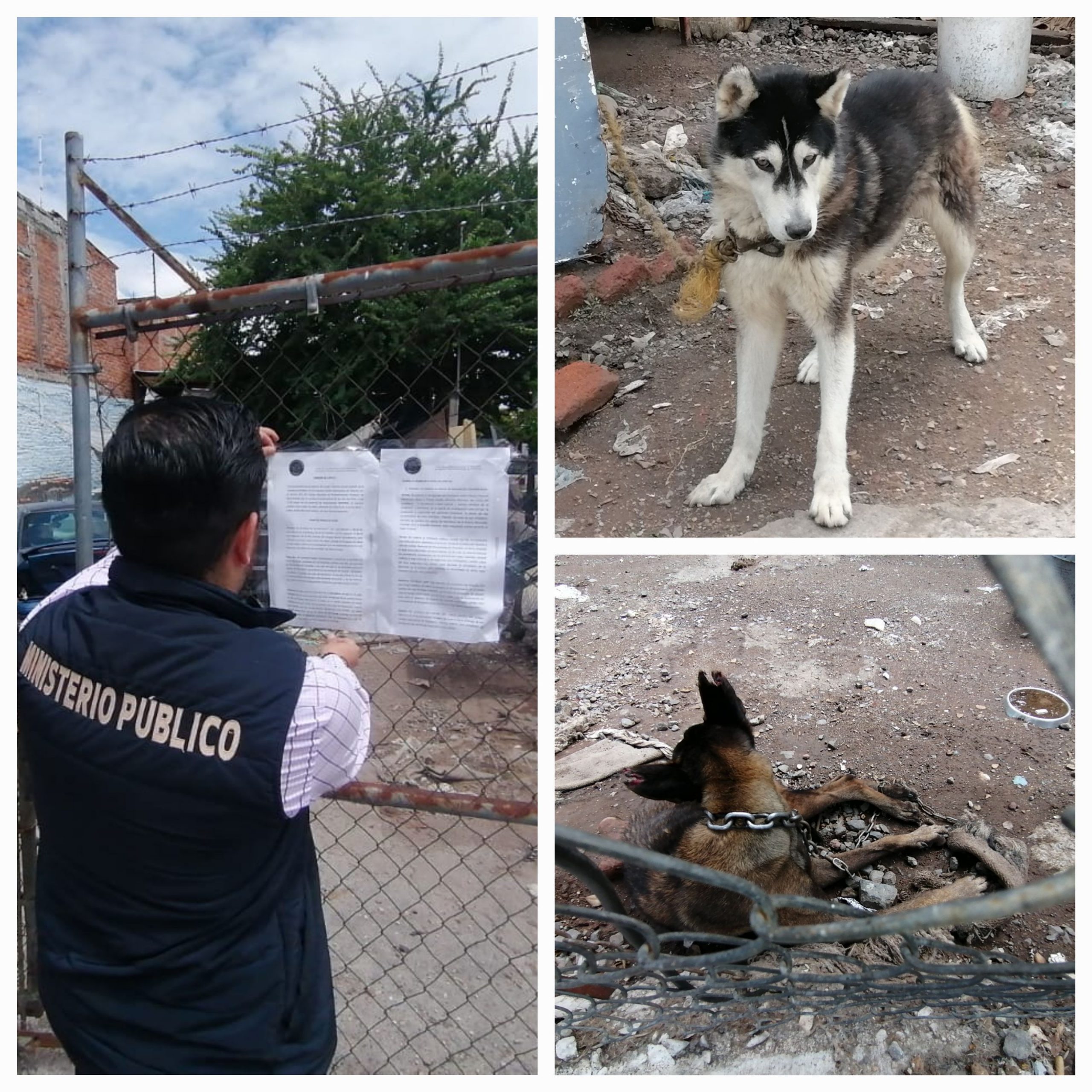 En cateo, rescata Fiscalía General a ejemplar canino víctima de maltrato.