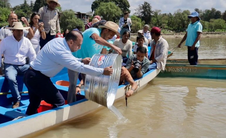 Arranca Gobierno estatal siembra de 50 mil crías de pescado blanco en el lago de Pátzcuaro