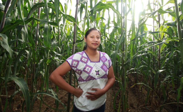 Continuidad de Zoé Robledo, saludable para el IMSS y derechohabientes: Celeste Ascencio