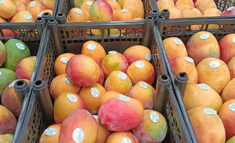 Michoacán ha exportado más de 70 mil toneladas de mango.