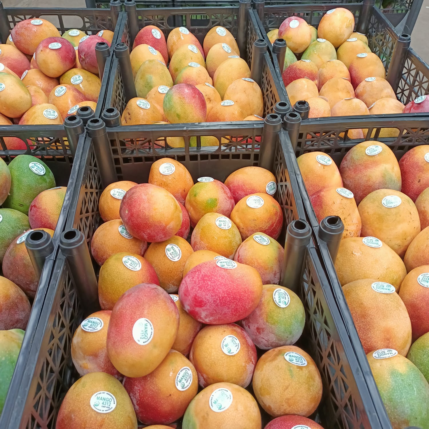 Michoacán ha exportado más de 70 mil toneladas de mango.